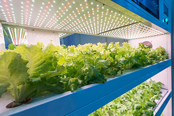 Vertical Farming Shipping Container